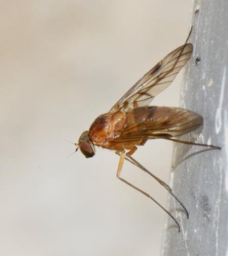 Chrysopilus laetus